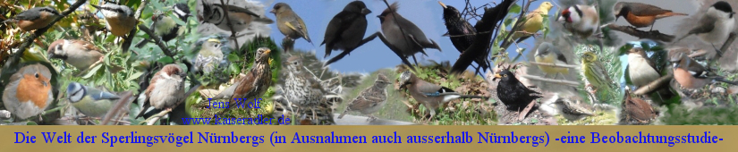 Klick zu "Die Welt der Sperlingsvögel Nürnbergs"