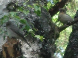 SingvgelZ-2022-025-TrauerschnpperSdf