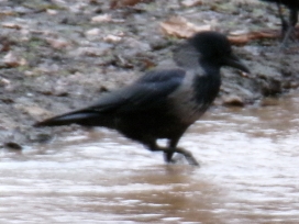 Singv�gelZ-2024-025-RabenNebelkr�heNummDutz