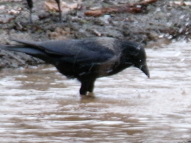 Singv�gelZ-2024-026-RabenNebelkr�heNummDutz