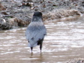 Singv�gelZ-2024-027-RabenNebelkr�heNummDutz