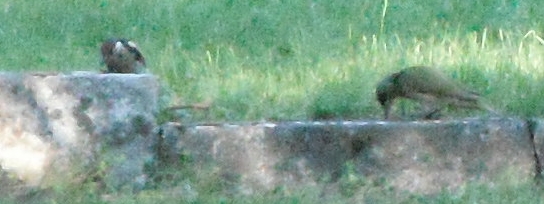 SpechtB505BuntJVGrnspSdfr2020