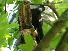 SpechtD181SchwarzspS�dfr2025