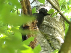 SpechtD182SchwarzspS�dfr2025