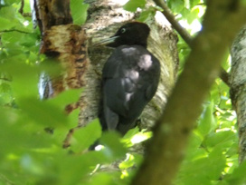 SpechtD183SchwarzspS�dfr2025