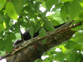 SpechtD186SchwarzspS�dfr2025