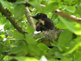 SpechtD188SchwarzspS�dfr2025