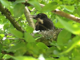 SpechtD189SchwarzspS�dfr2025