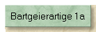 Bartgeierartige 1a