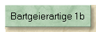 Bartgeierartige 1b