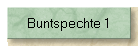 Buntspechte 1