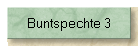 Buntspechte 3