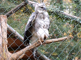 greifgreifR20HarpyieJVNbg