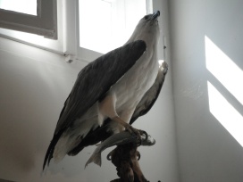 greifseeadlerF55WeissbauchseeadlerBerlebeck