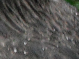greifseeadlerK11RiesenseeadlerRegNbg