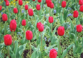 Tulpen